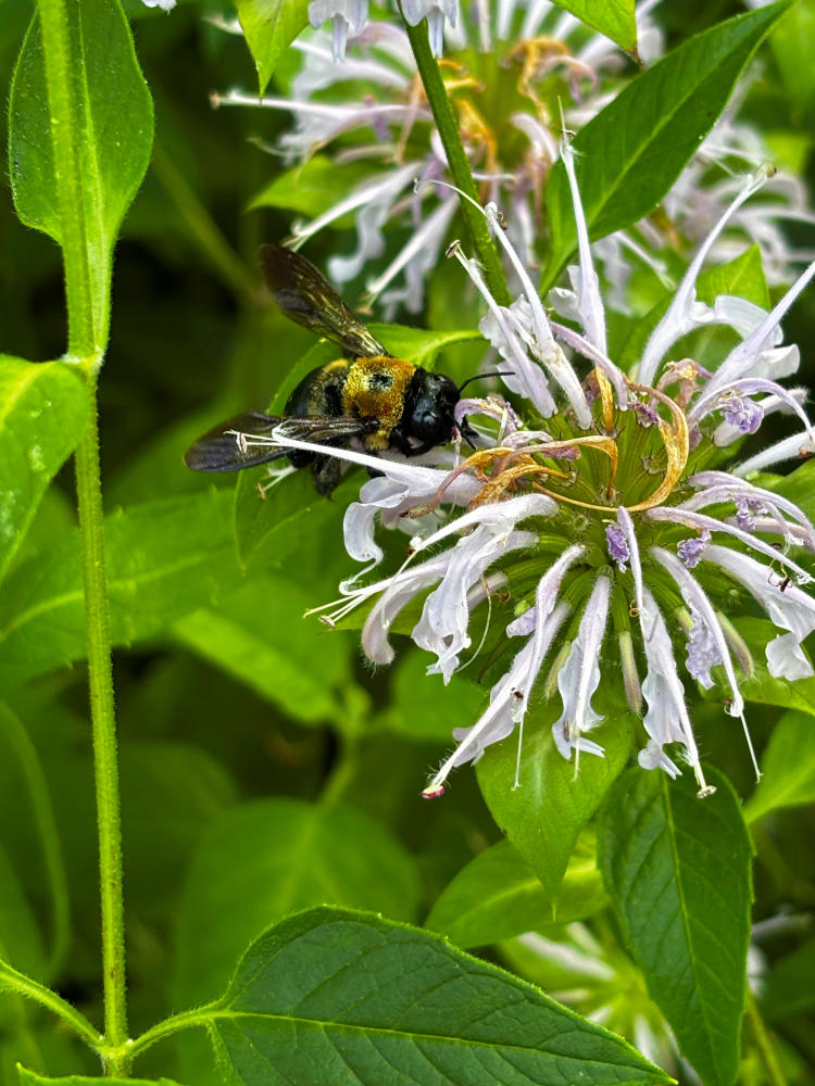 Close-up of a bumblebee gathering nectar from a pale bee balm flower in the native gardens at the Visit The Northshore Visitor Center in Mandeville, Louisiana.