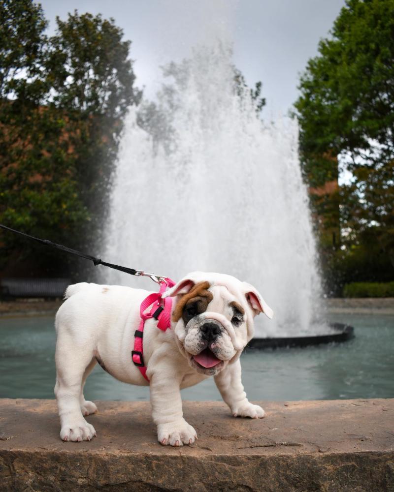 Bulldog puppy dog, Herty fountain