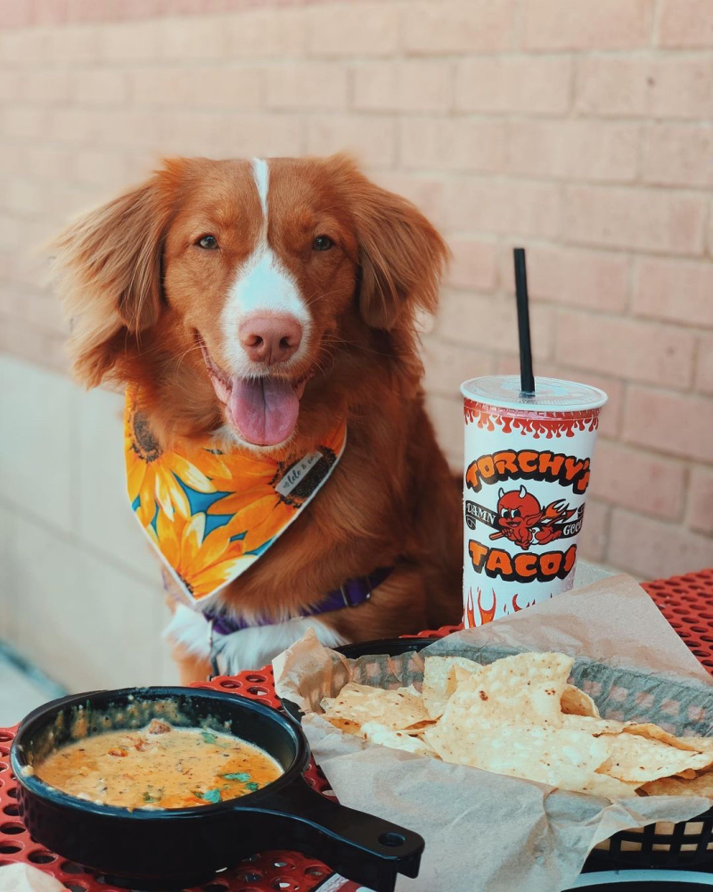 A dog sits in front of a meal from Torchy's Tacos Las Colinas