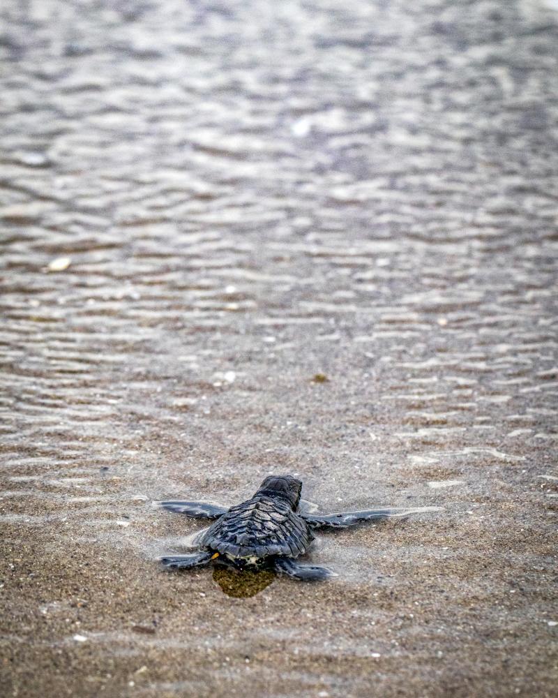 Turtle-hatchling