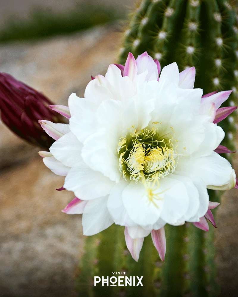 A desert flower blooms on a cactus