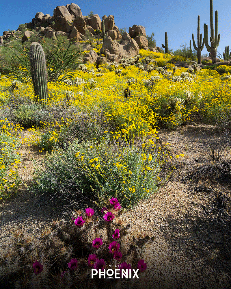 Flowers blooming in the desert