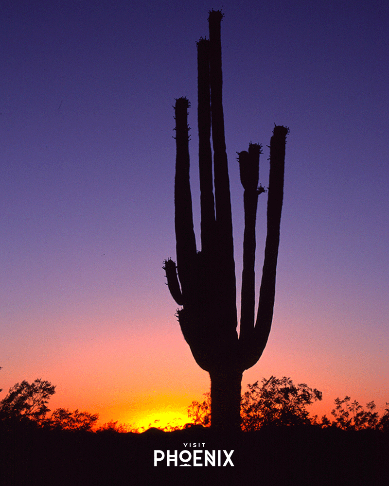 A cactus at sunset