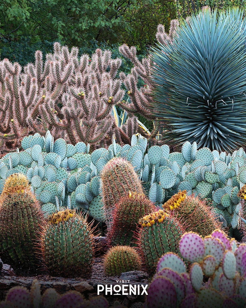 Various cactus at the Desert Botanical Garden