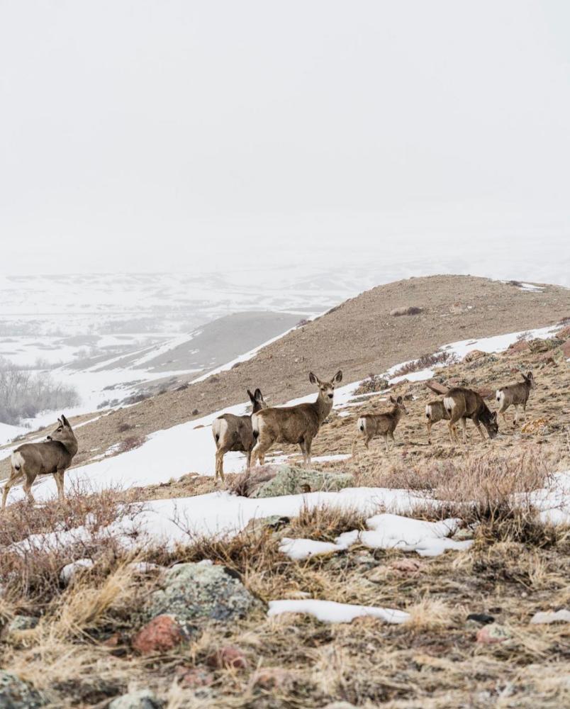 Antelope Casper Wyoming