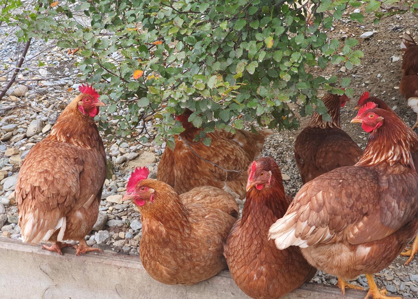 Kinloch wilderness retreat chickens