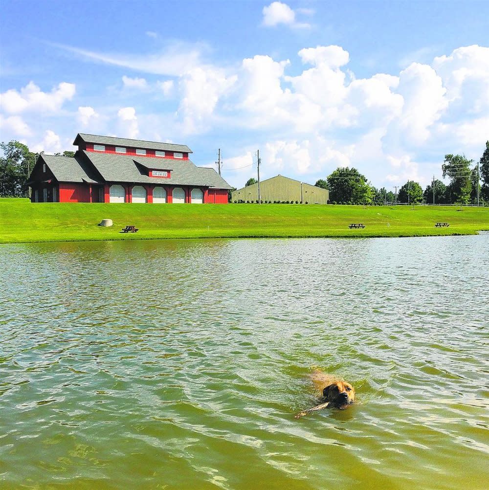 red barn dog
