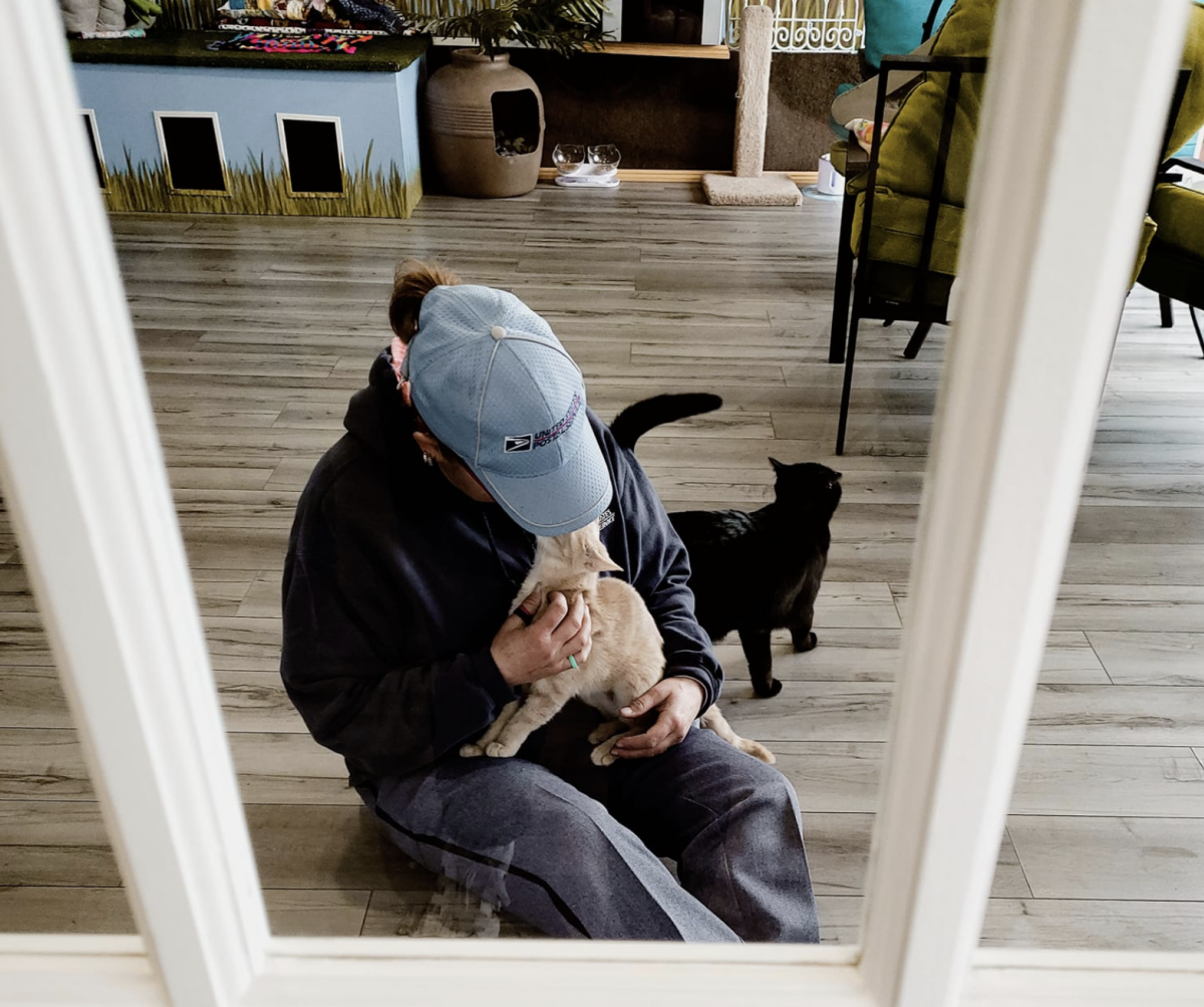 Bajah's Cat Cafe