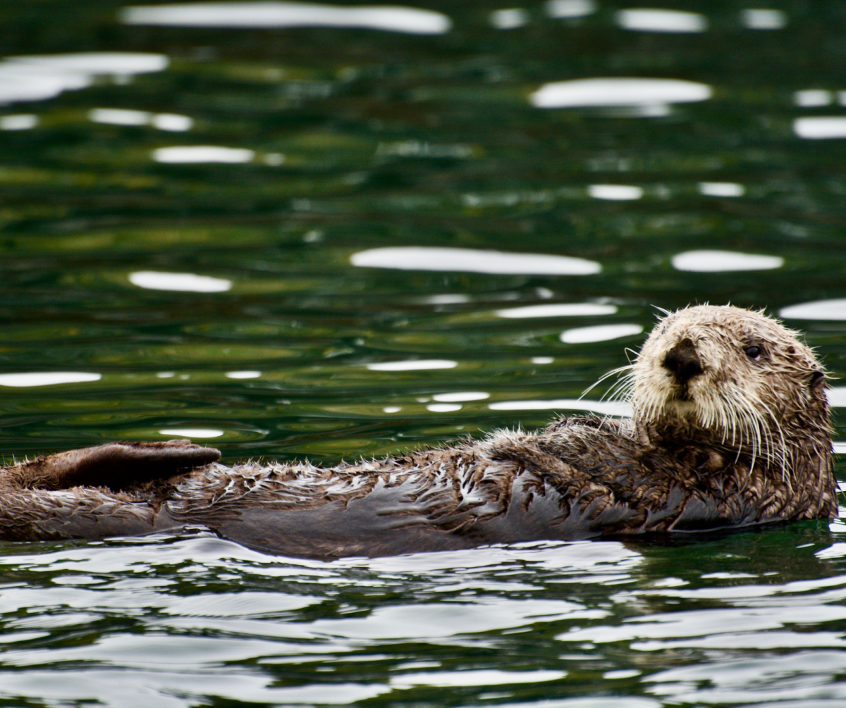 A sea otter floats serenely on its back in the calm waters near Homer, Alaska. Its wet fur glistens as it peers curiously towards the camera, surrounded by gentle ripples in the greenish water.