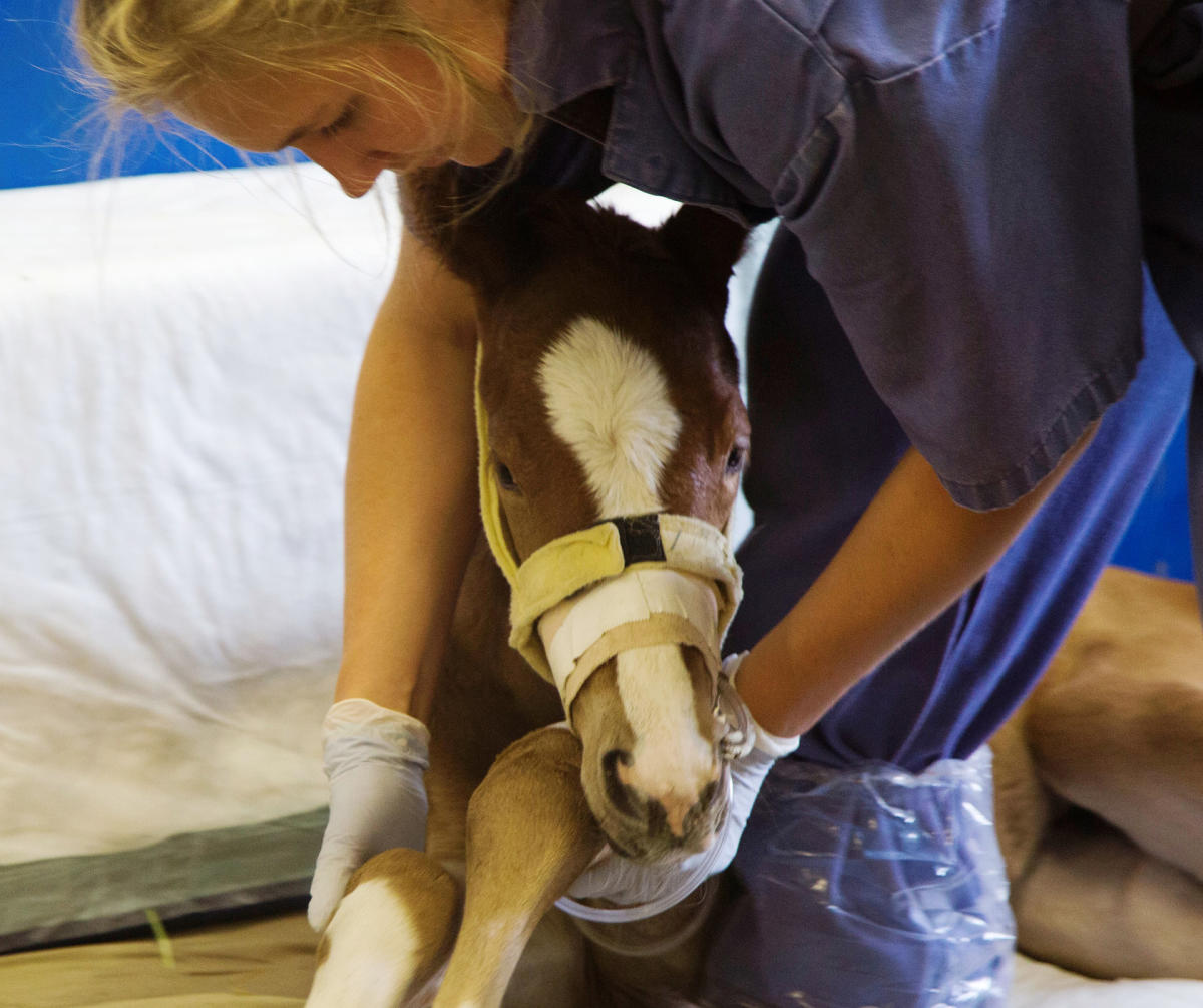 Young foal receives care at Rood and Riddle Equine Hospital