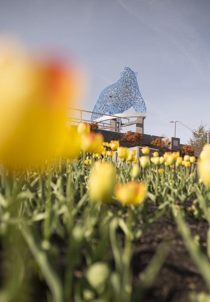 Stuart_Park_Bear_Sculpture_with_Tulips