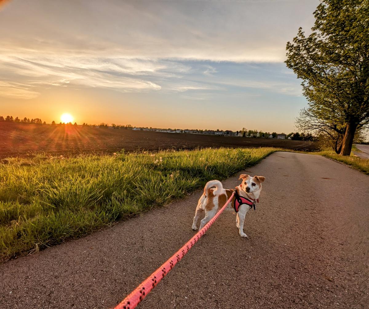 A small white and brown dog stands on a paved trail in front of a green field during sunset.