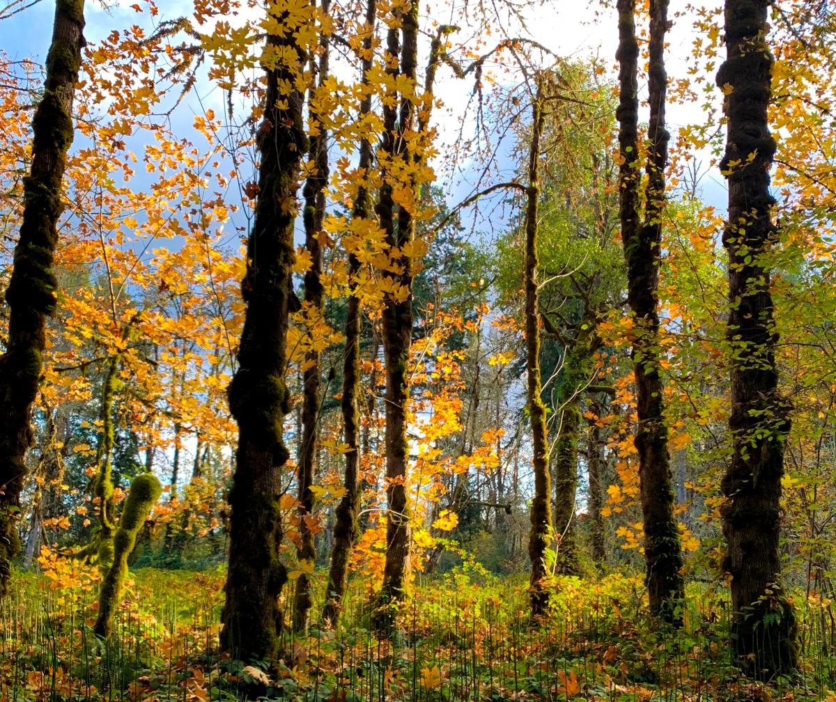Elijah Bristow State Park in the Fall by Melanie Griffin
