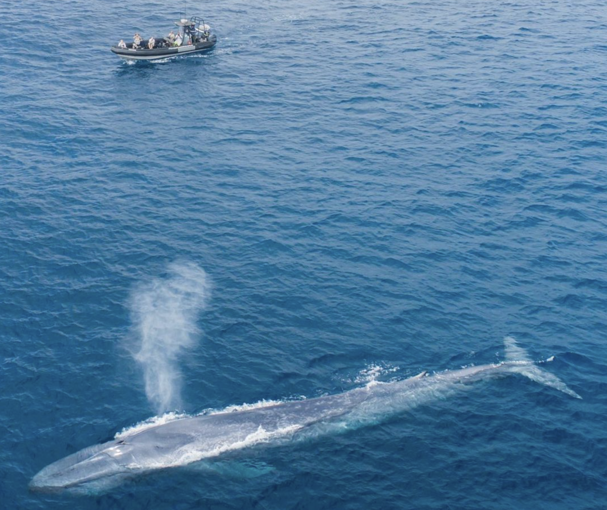 Blue Whale Size