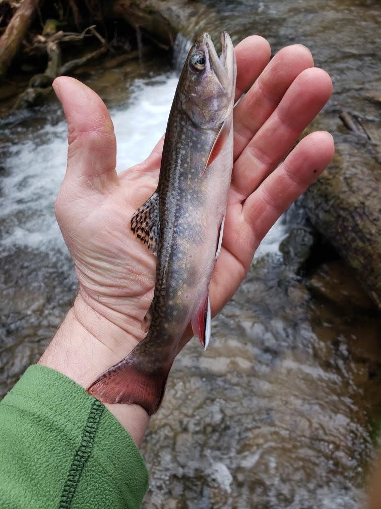 Native brook trout