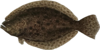 Flounder