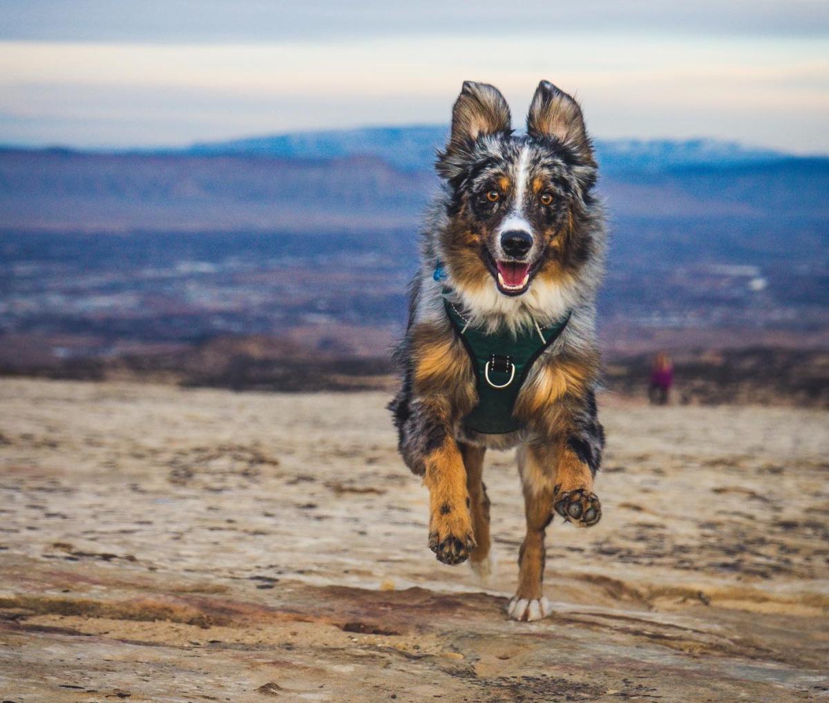 Weekend getaway with sales dog