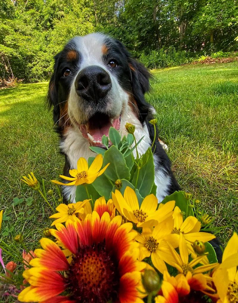 Bear's Bouqets: Granby Flower Shop Dog Luna Bear