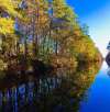 Trees reflect on the water of the Dismal Swamp Canal near Chesapeake, VA