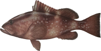 Grouper