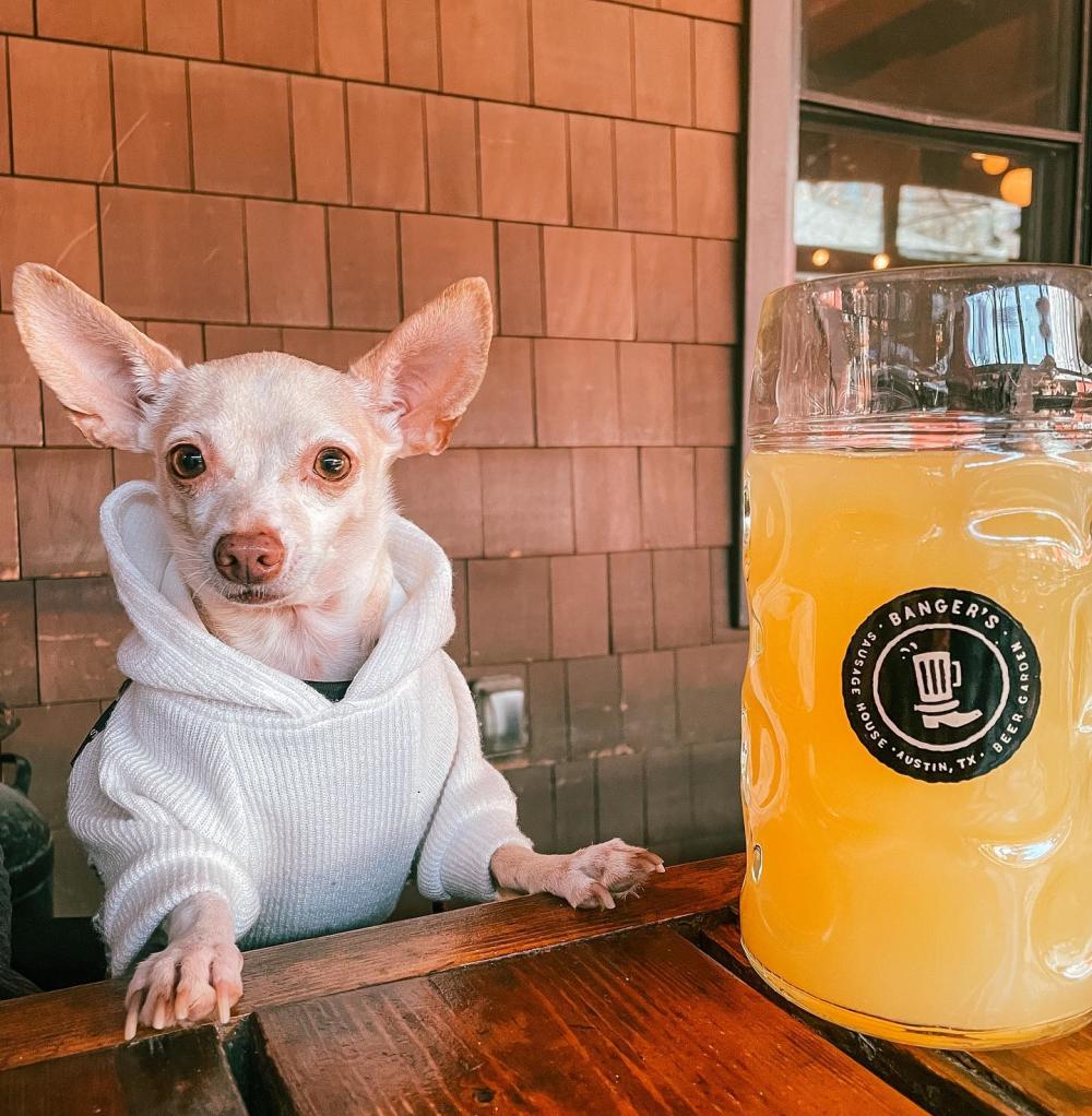 Chihuahua dog in a sweatshirt, with paws on a table next to a Banger's "manmosa".