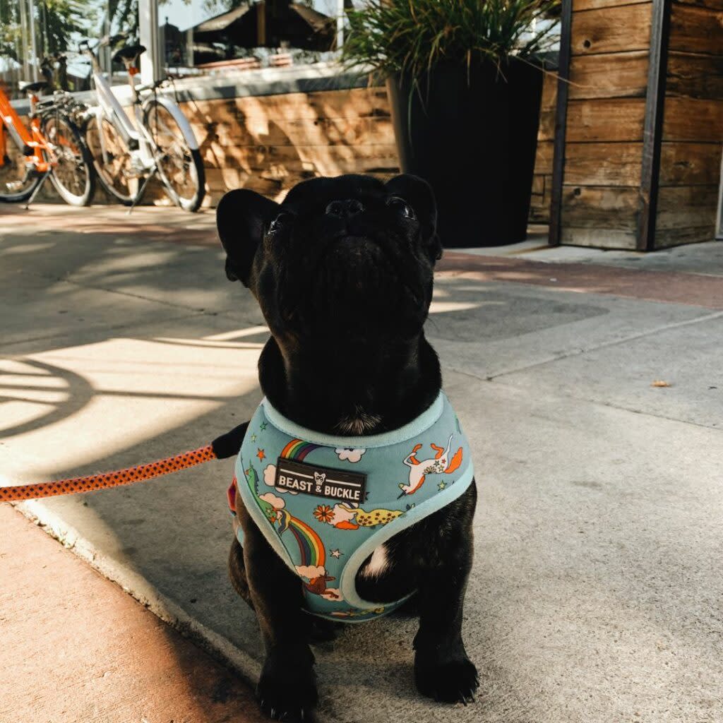 Small black dog in a vibrant harness sits in front of Centro Woodfired Pizza in downtown Cedar City. 