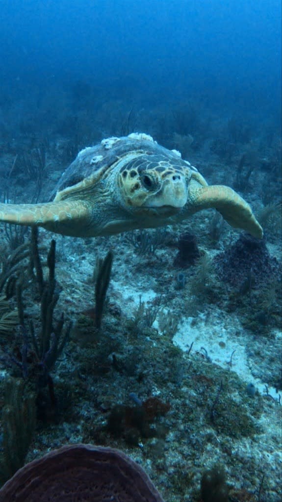 A sea turtle exploring the coral reefs in the beautifully clear water off the coast of Pompano Beach