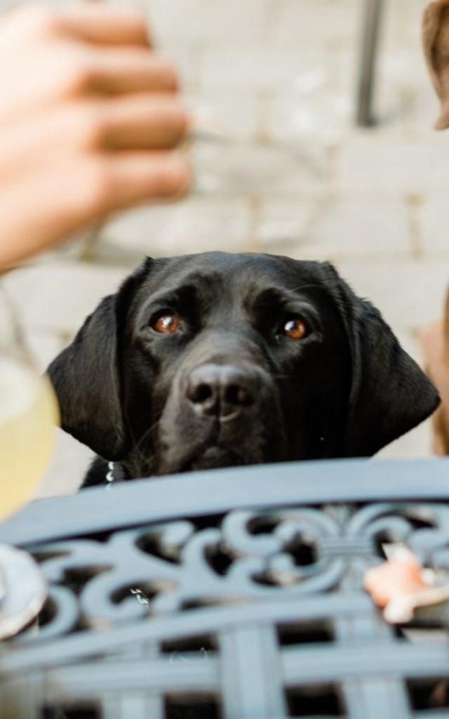 Pet patio store