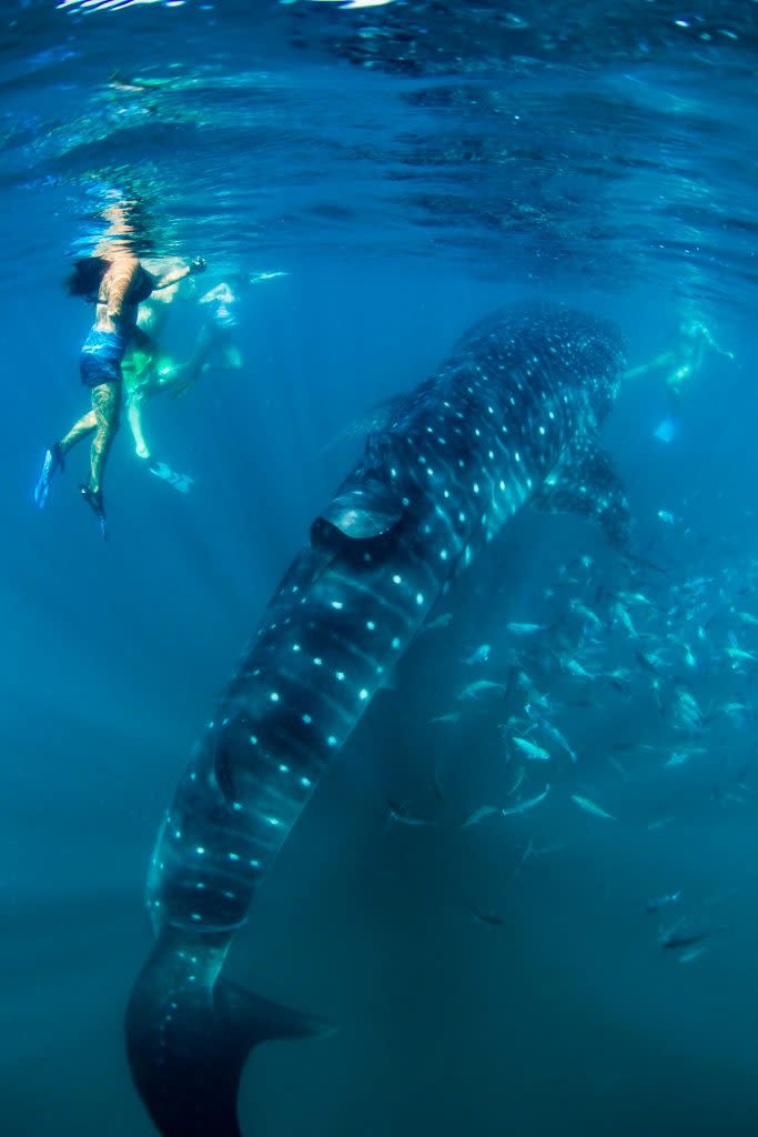 swimming with whale shark
