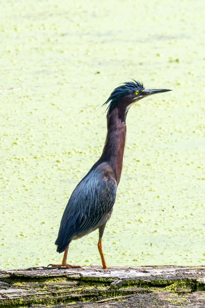 Green Heron by Branka Clemens