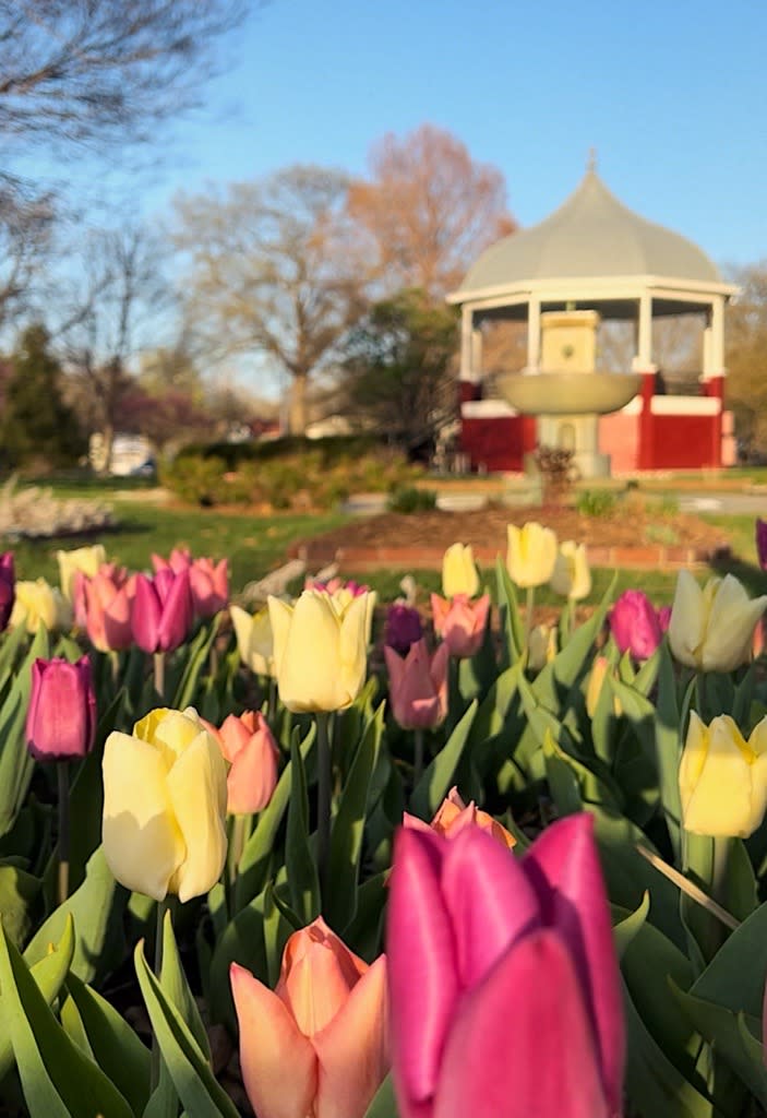 Tulips South Park Spring