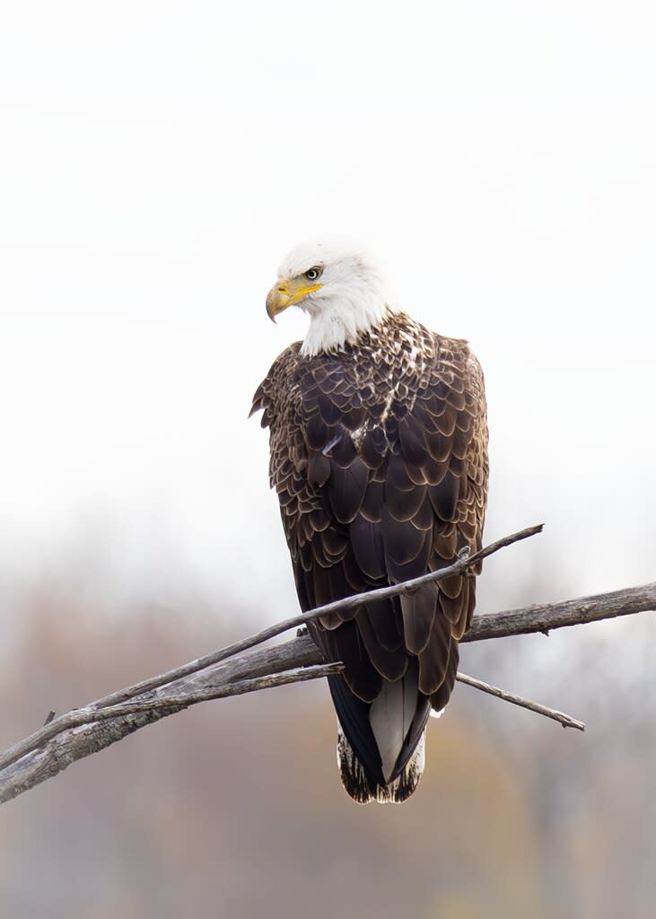 American Bald Eagle by Branka Clemens