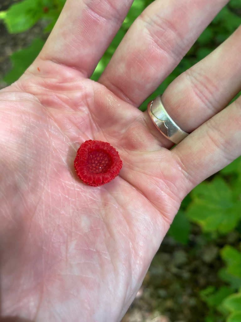 Thimbleberries