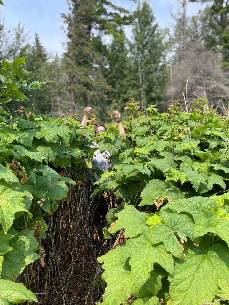 Thimbleberry patch