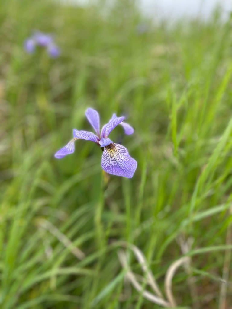 Purple flower on Isle Royale