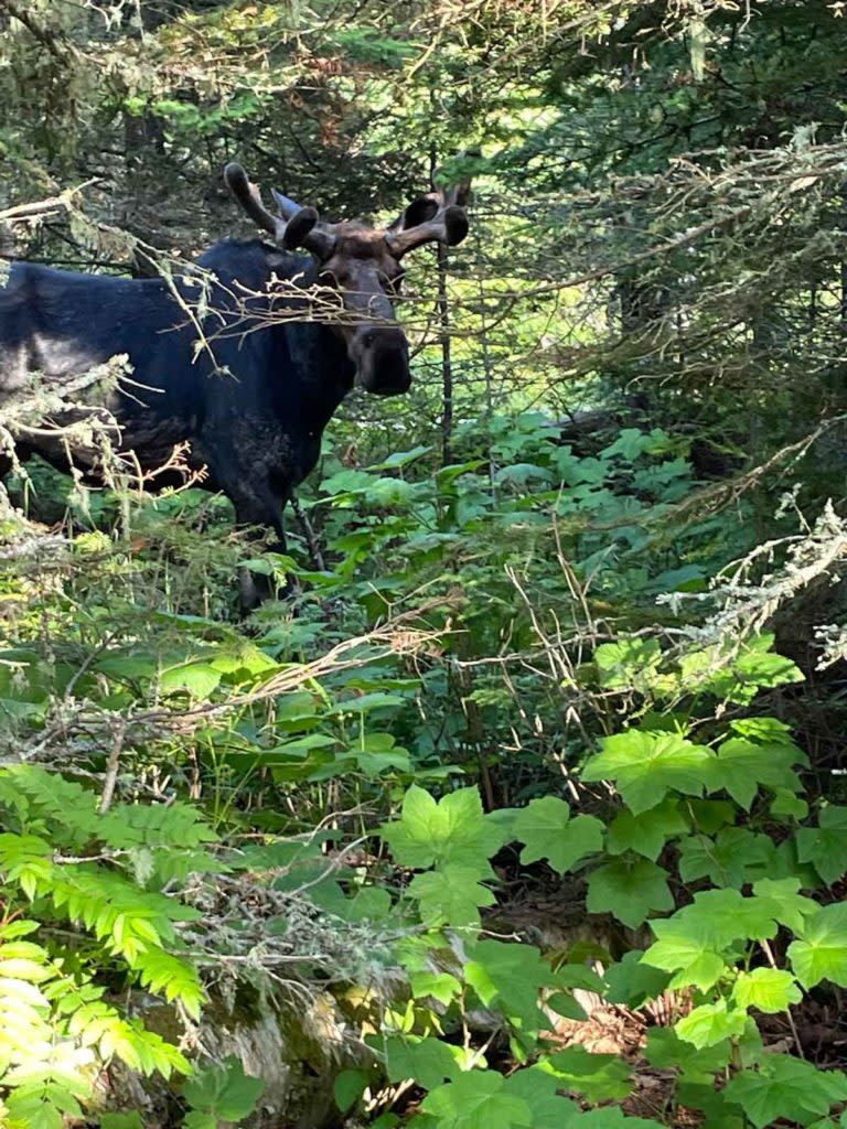 Moose at Isle Royale.