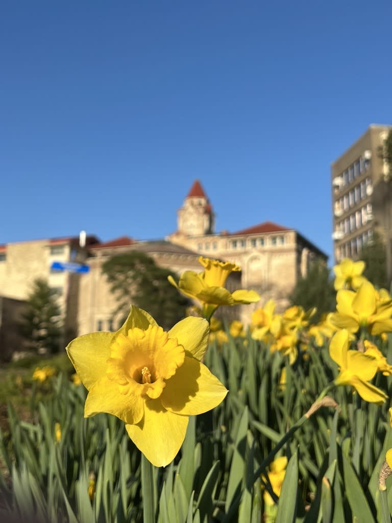 Daffodils on KU Campus Spring