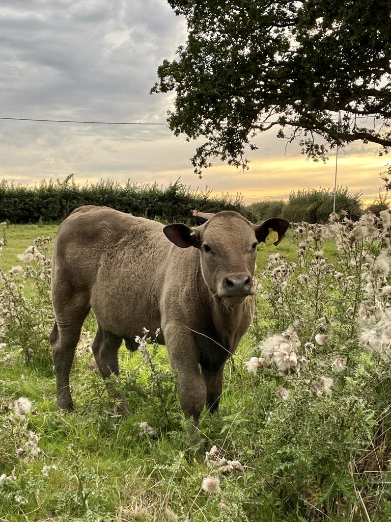 Upper Kingston Farm Cottages - Cow in field