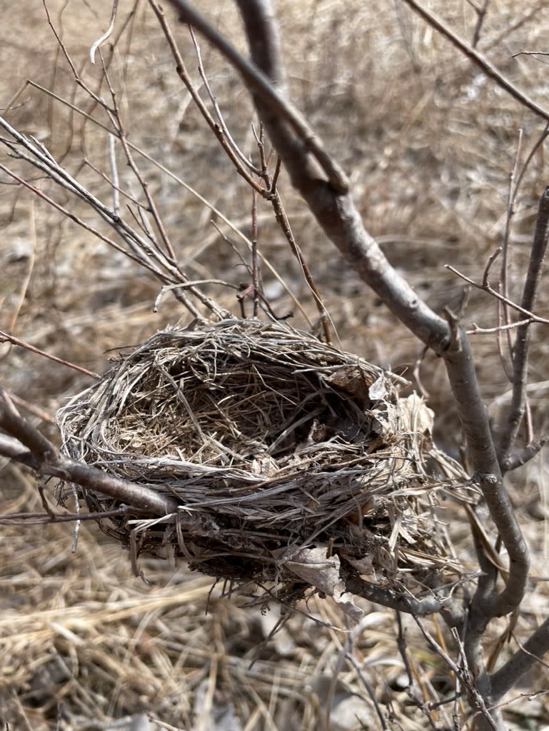 Last year's nests