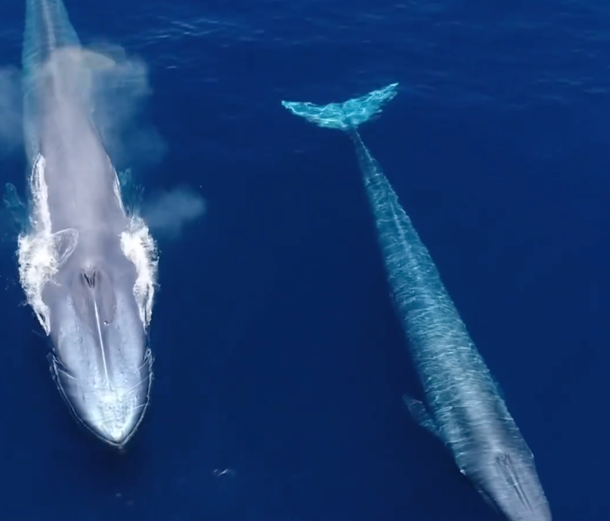 Blue Whales