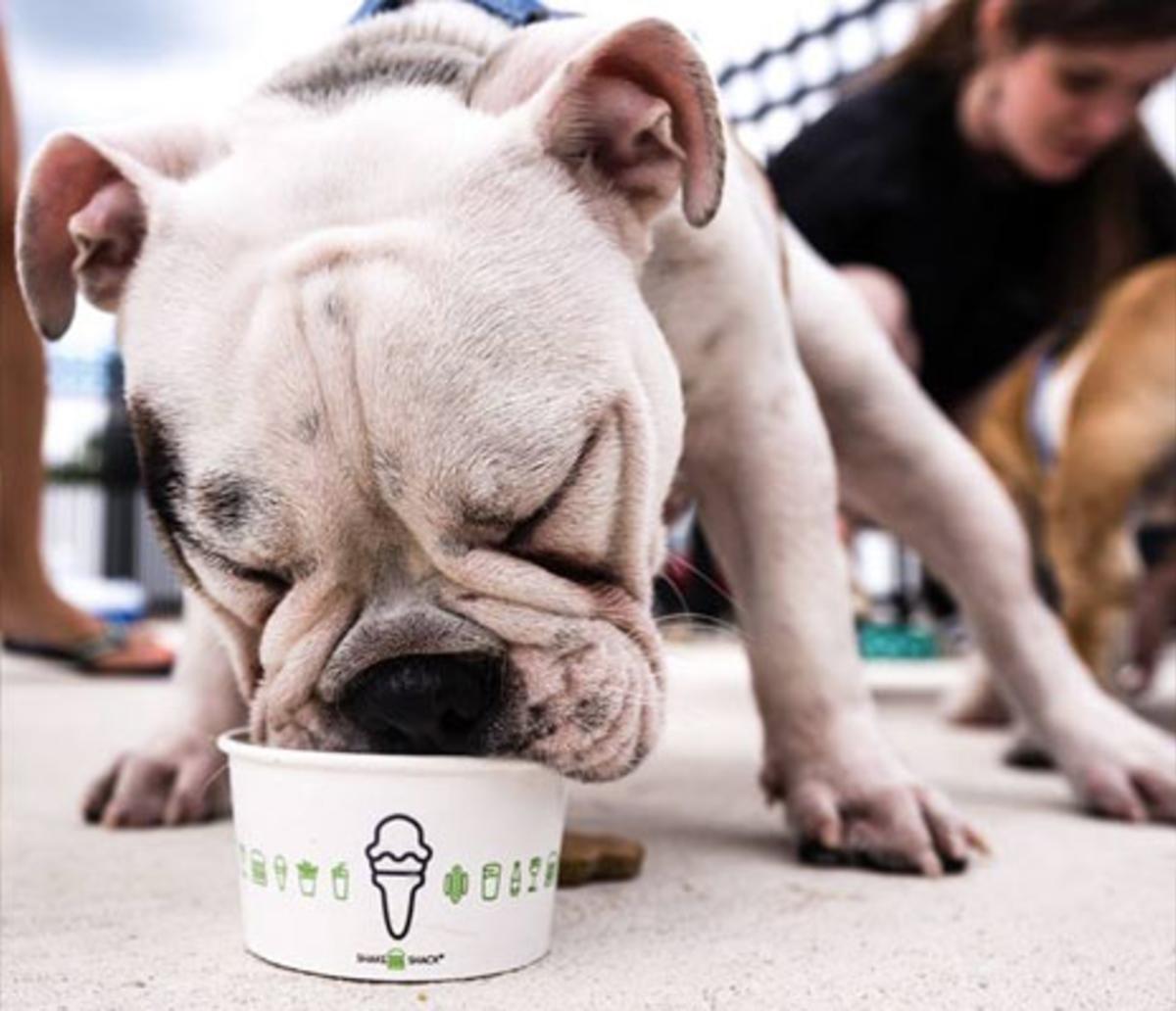 Attractions - Pet Friendly - Shake Shack