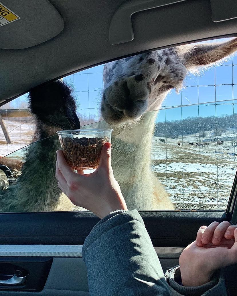 Wilstem feeding llama and emu