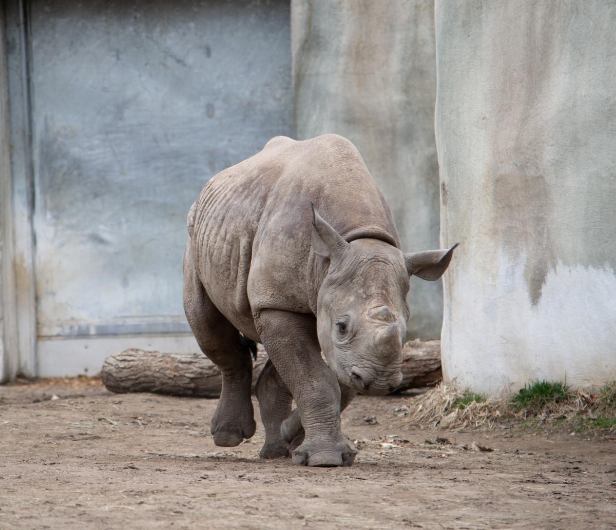 Jaali, a black rhino walks around.