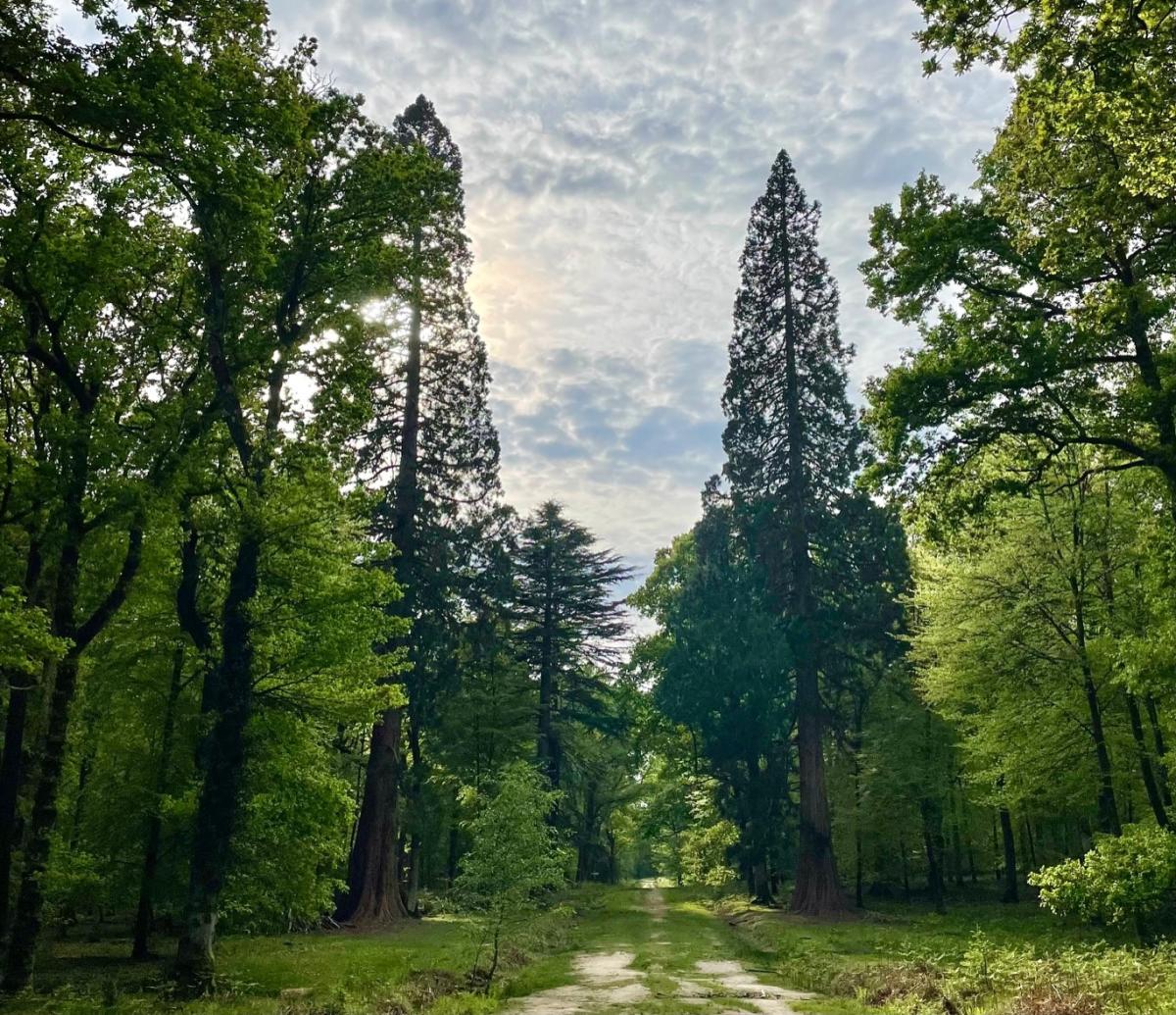 Tall Trees at Rhinefield in the New Forest