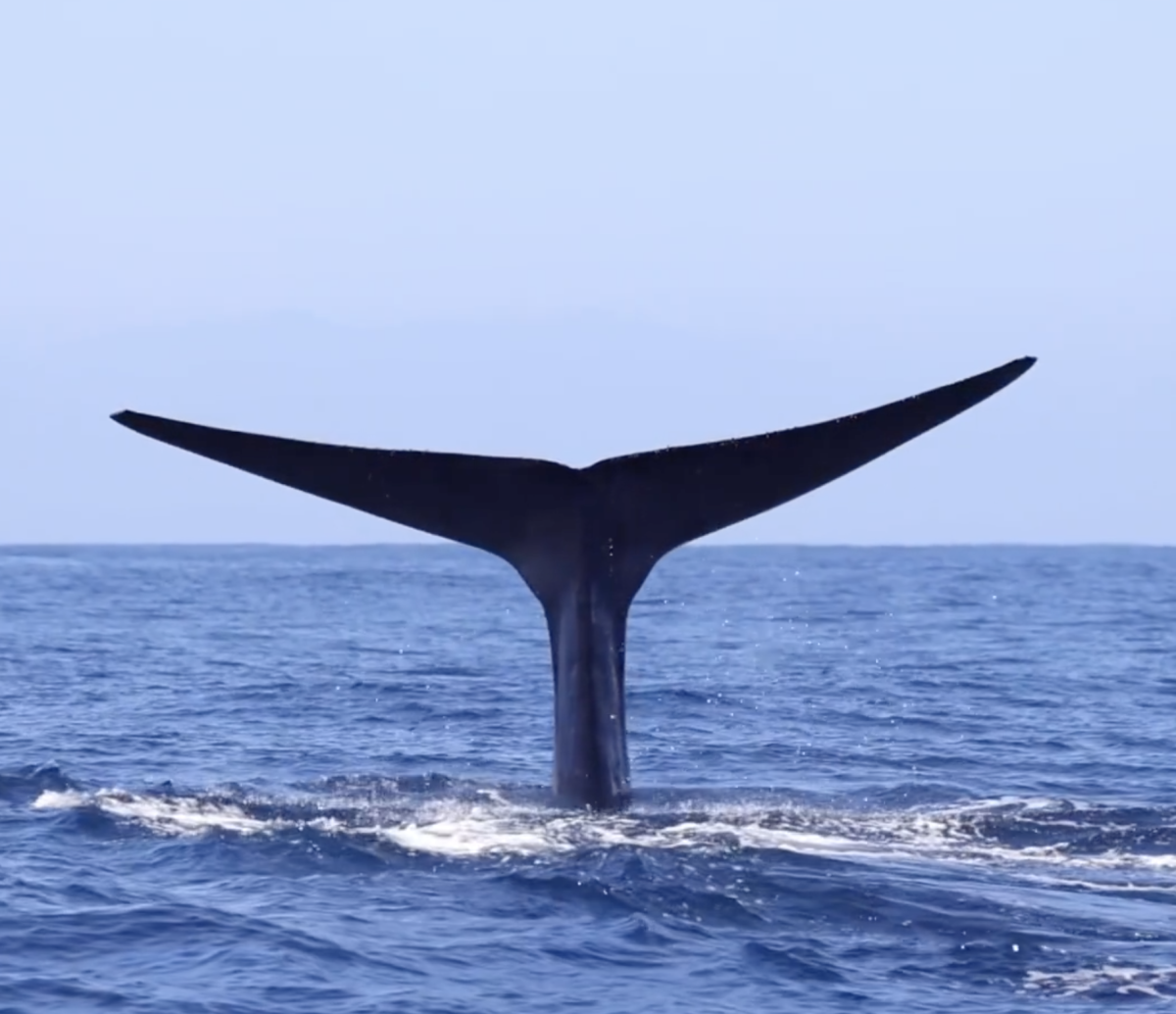 Blue Whale Tail