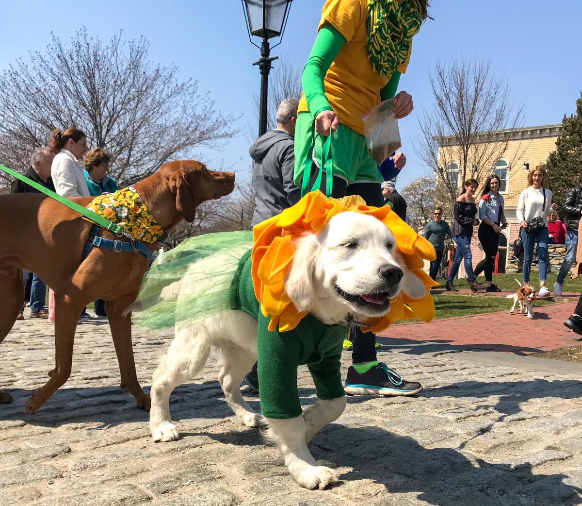Daffodil Days: Daffy Doggy Parade