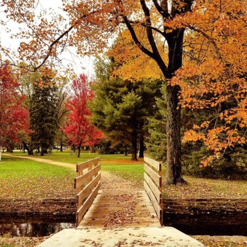 Pretty fall foliage with a trail and bridge centered in frame.