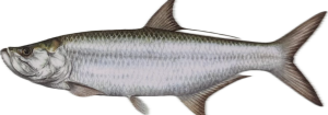 Tarpon