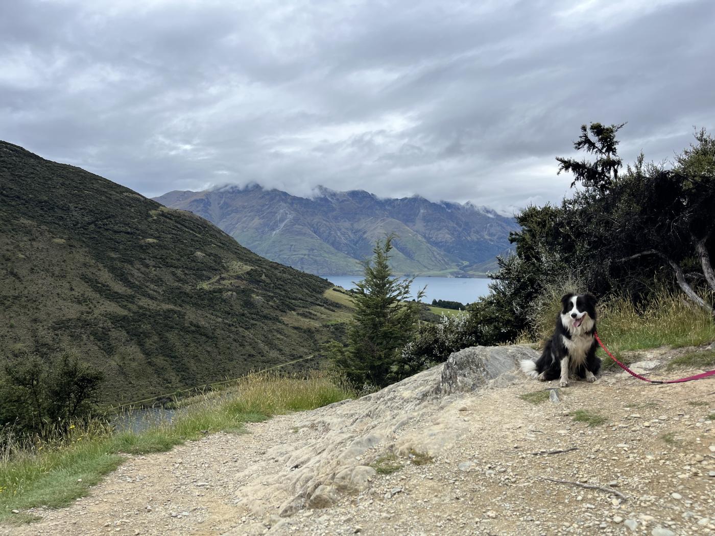 Black and white dog on a lead at the top of a hill looking over mountain and lake view