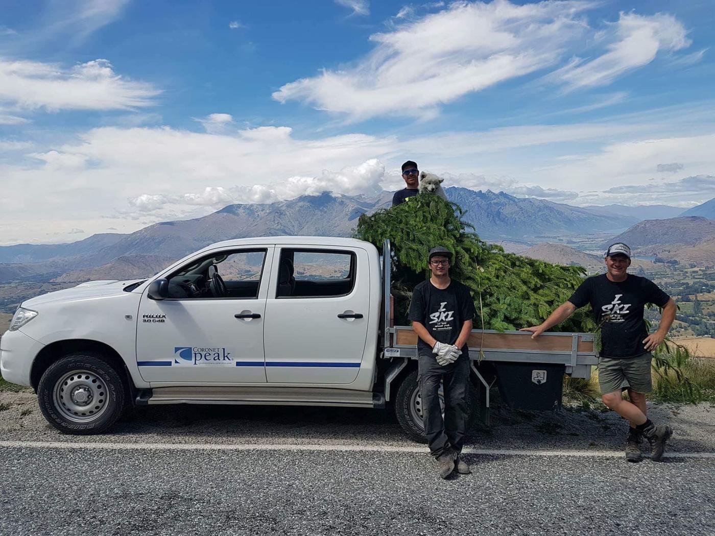 Queenstown Cares initiative about wilding pine eradication from ski area Coronet Peak